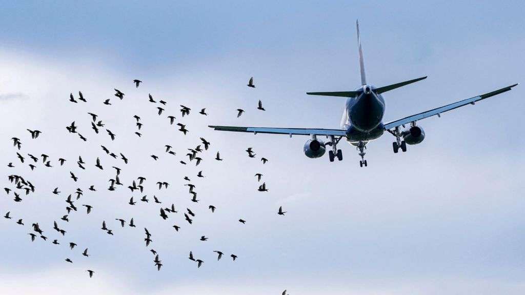 Could a bird strike have caused S Korea plane crash?