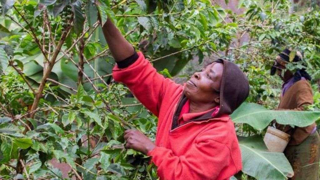Kenya's celebrated coffee under threat as farmers hit by climate change