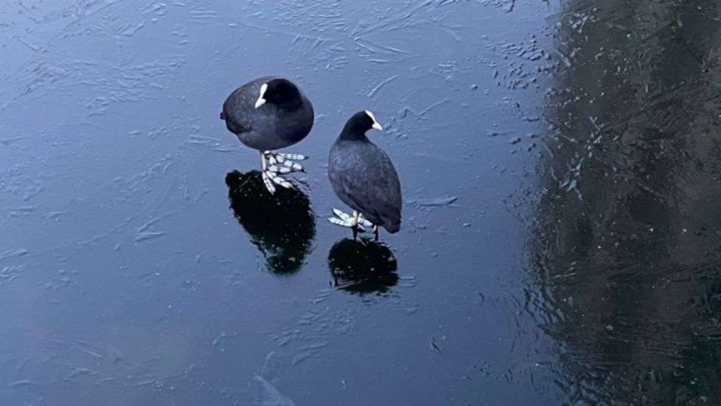 Ice warning as temperature expected to hit -2C