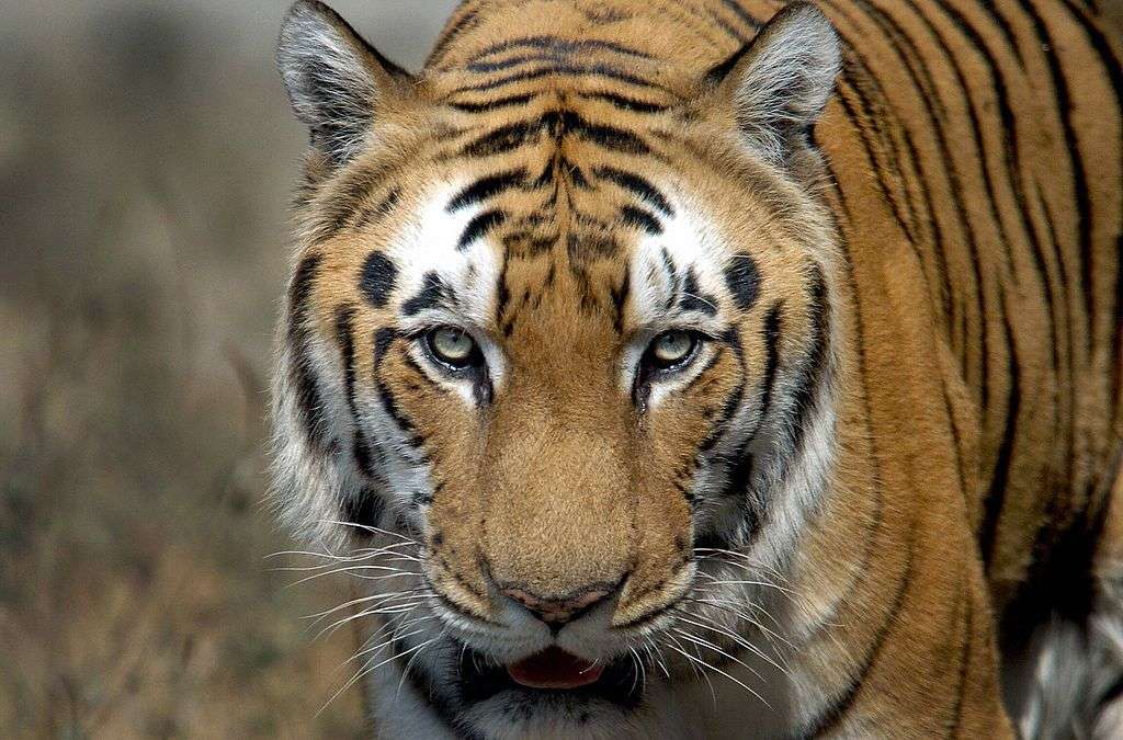 'Key lessons' for conservation as India's tiger population doubles in a decade