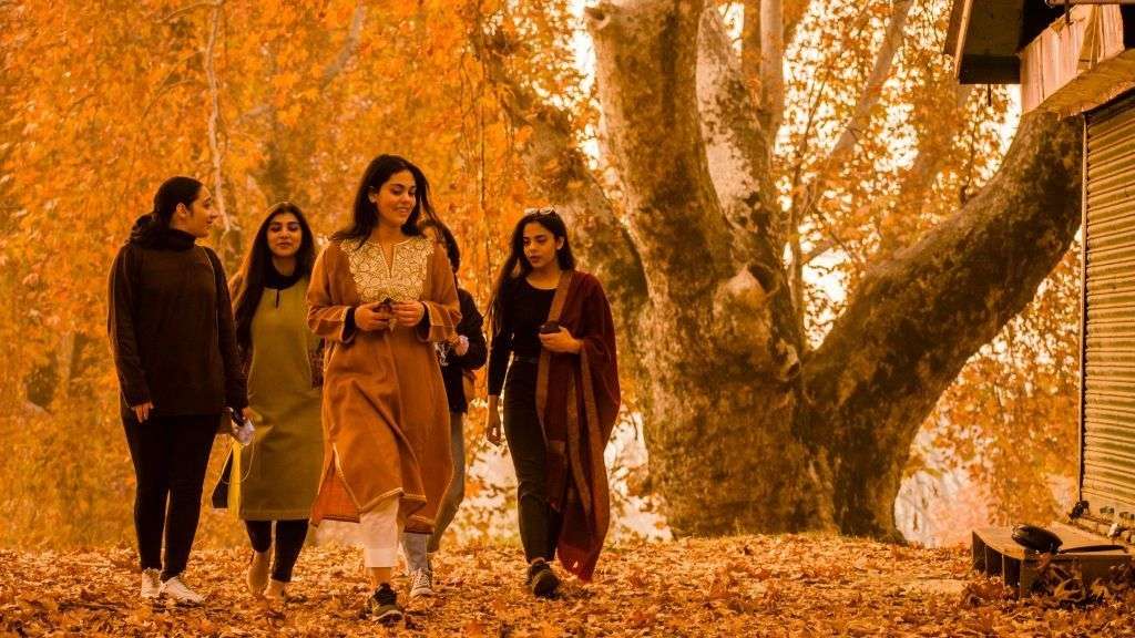 Threat to Kashmir's iconic chinar trees - and the fight to save them
