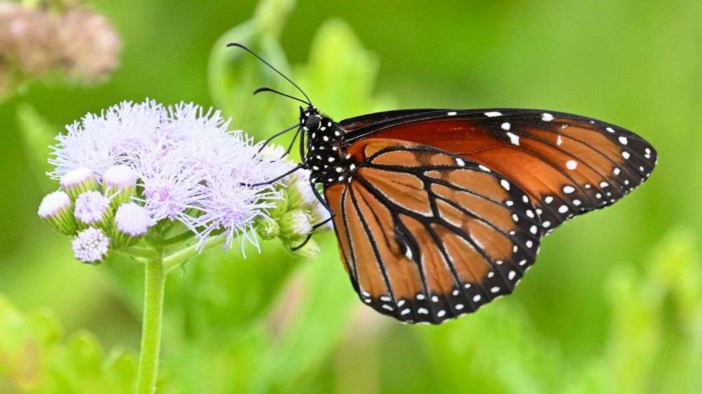 US lost a fifth of its butterflies within two decades