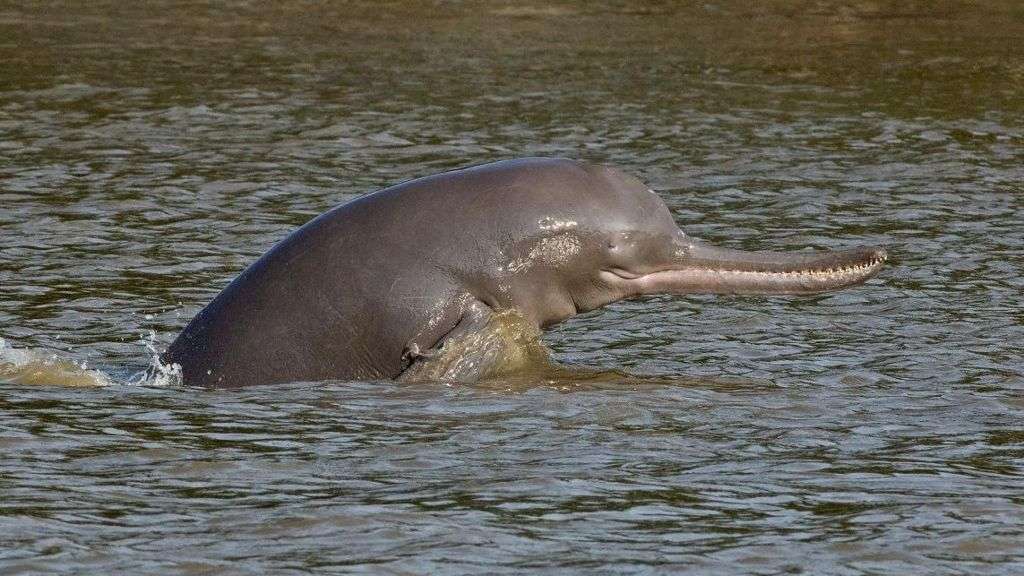India's rivers are home to 6,000 dolphins - but they are in trouble