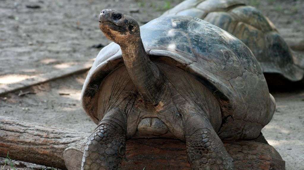 Zoo's tortoises become first-time parents... aged about 100