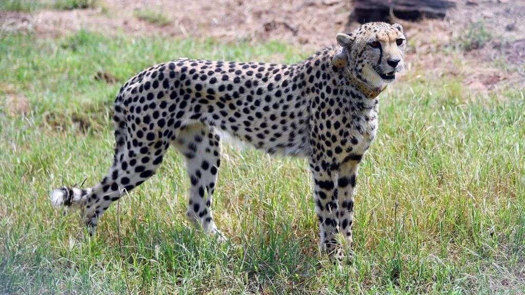 Inquiry against Indian man seen giving water to cheetahs in viral video