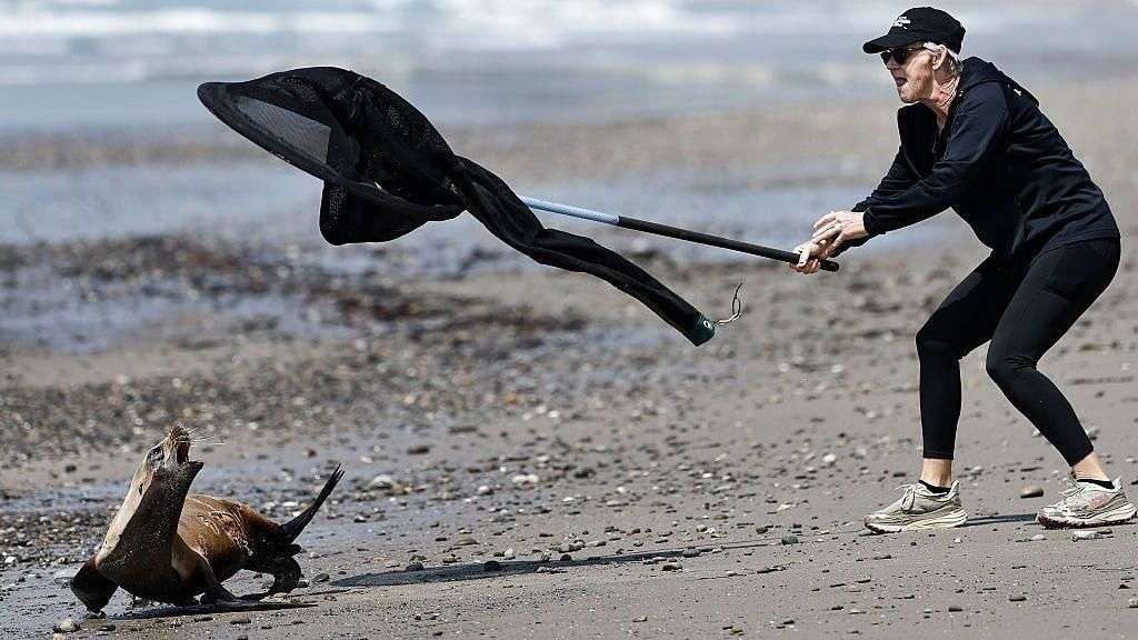 'It looked possessed' - sick sea lions attacking beachgoers in California