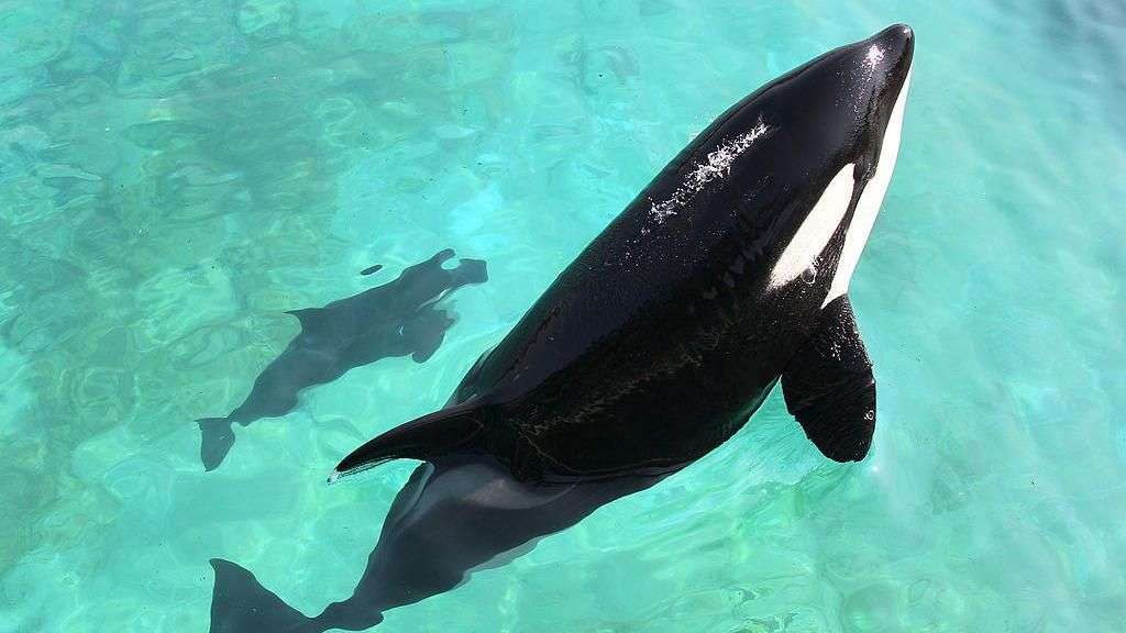 Stranded killer whales 'must leave now' as rehoming options shrink