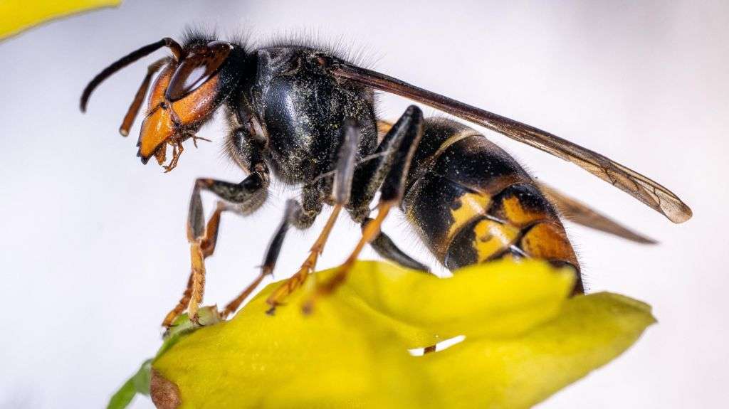 Asian hornet numbers rise after 'perfect winter'