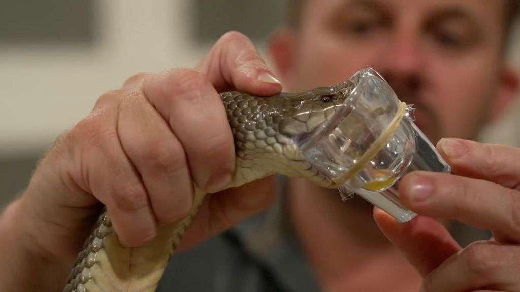 The poison paradox: How Australia's deadliest animals save lives
