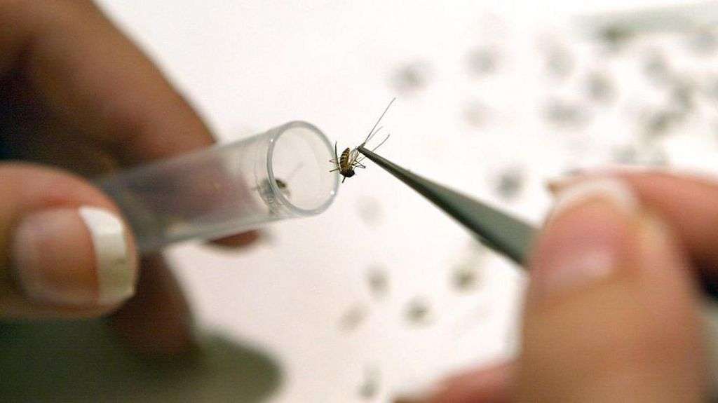 West Nile virus detected in UK mosquitoes for first time