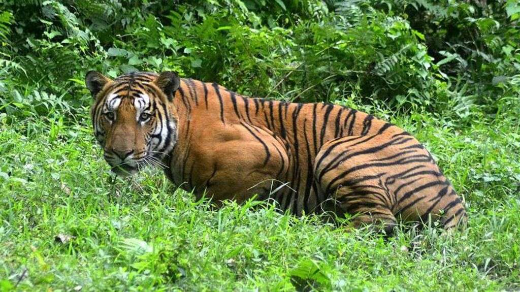 Mob kills Royal Bengal tiger in India's Assam state