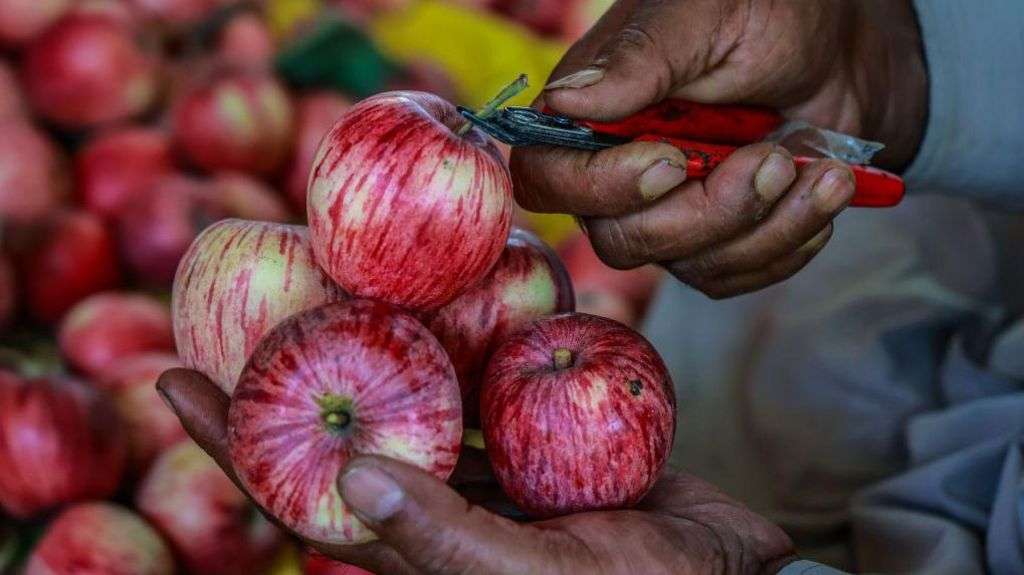 Indian scientists search for the perfect apple