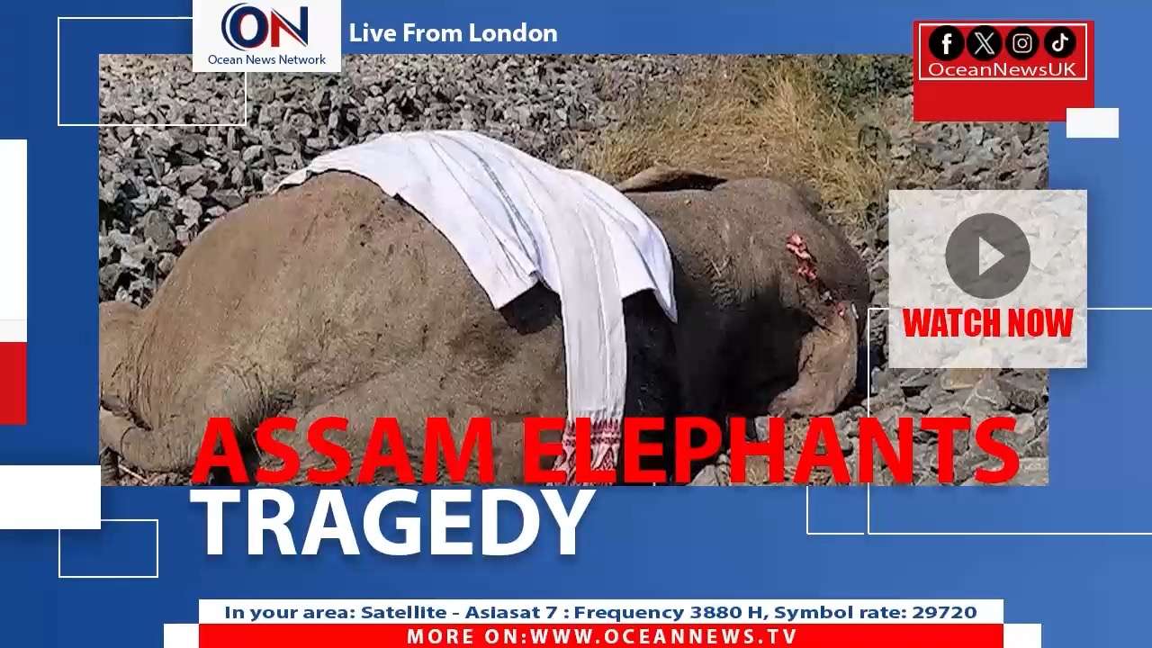 A tragic incident in northeast India seven wild elephants were killed and a calf injured