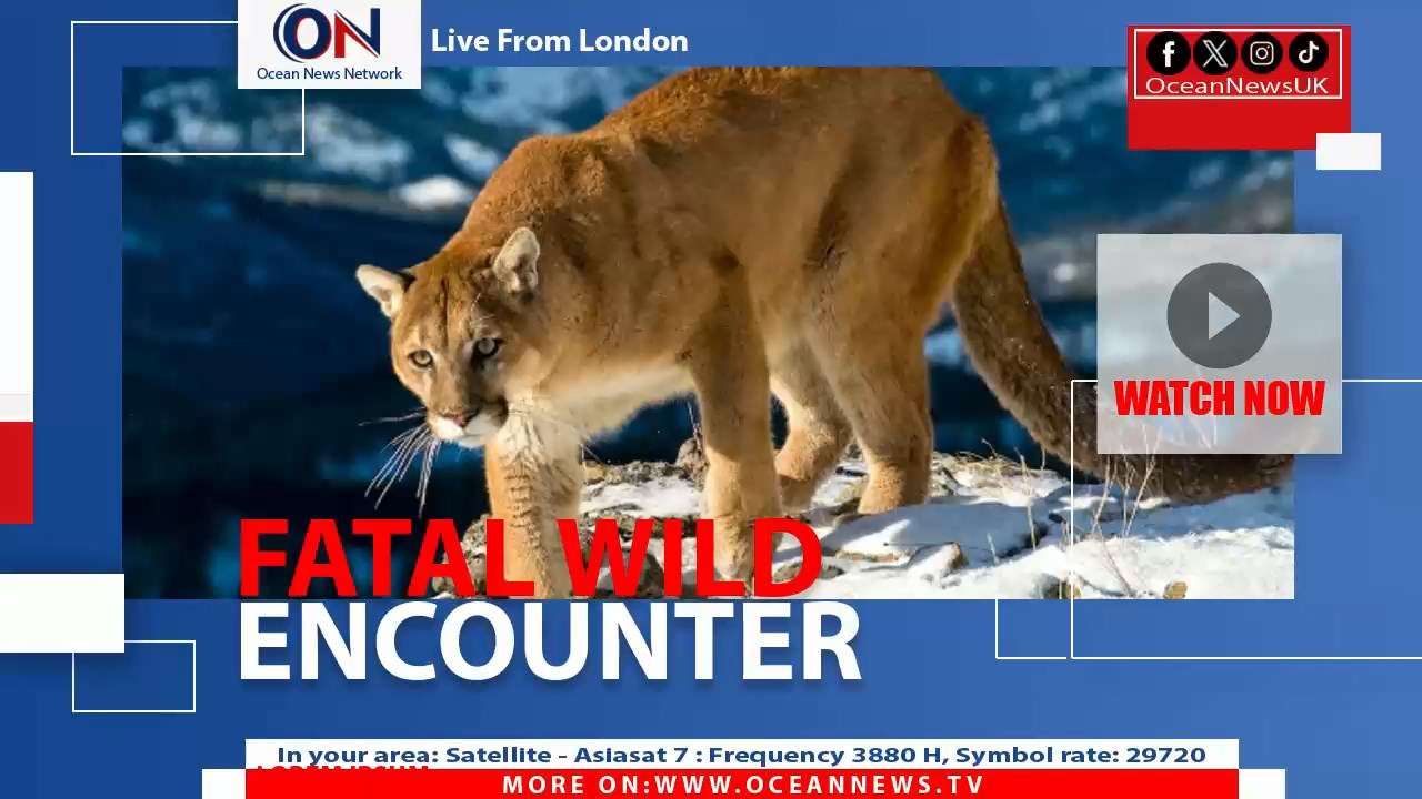 Colorado wildlife officials are investigating what may be the state’s first fatal mountain lion attack