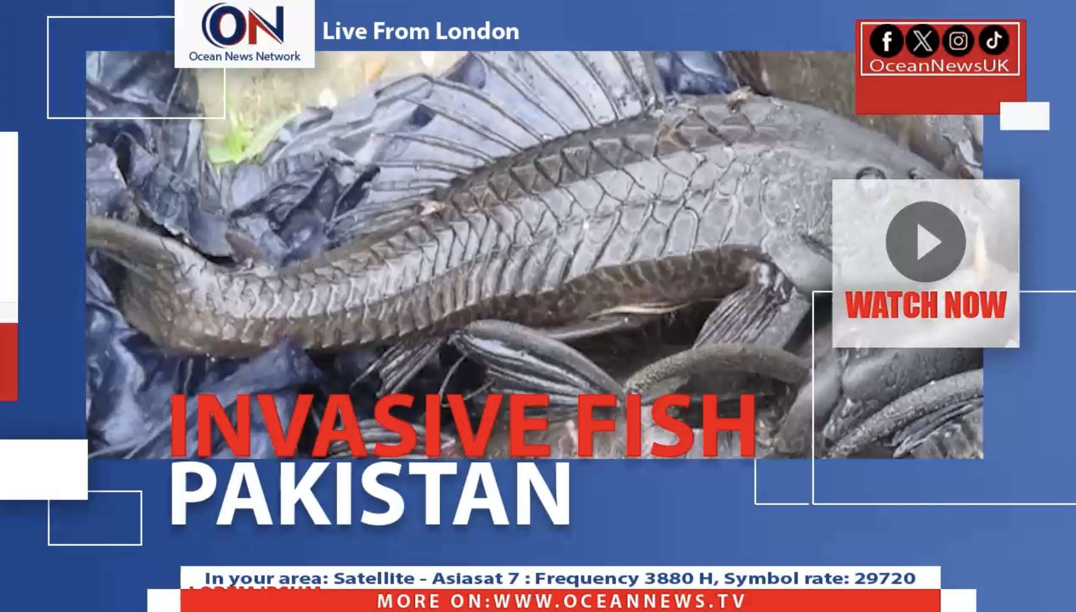 The Amazon sailfin catfish has been discovered in multiple water bodies across Sindh and southern Punjab