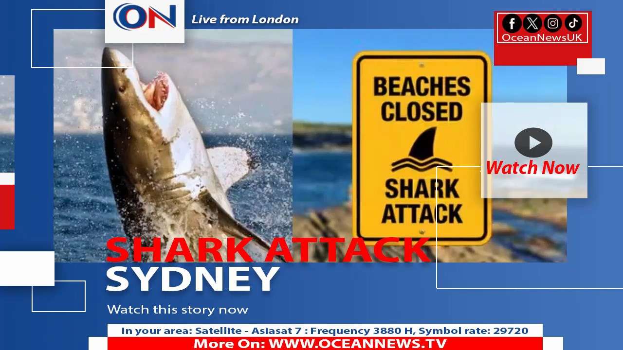 NSW Authorities Close Beaches After Four Shark Attacks in 48 Hours