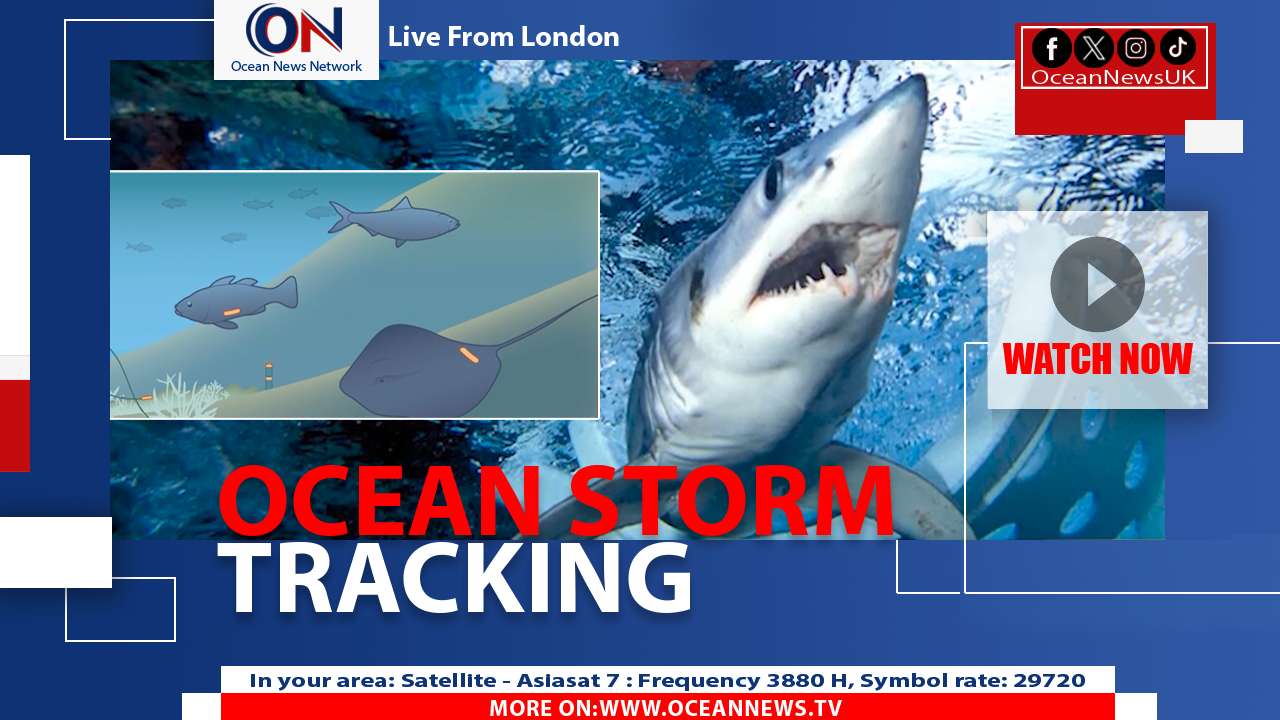 Sharks With Sensors Help Forecast Hurricanes